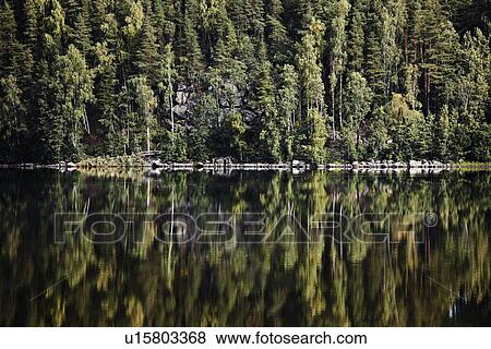 Forest reflected in still lake View Large Photo Image Stock Photo - Forest reflected in still lake. Fotosearch