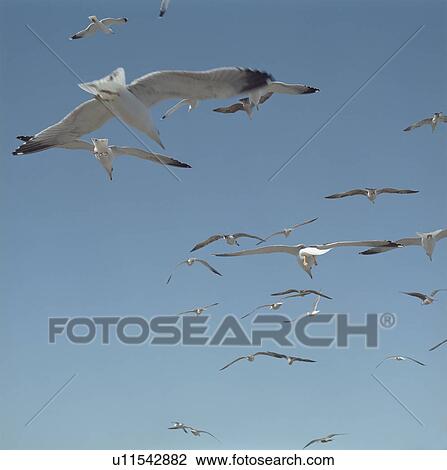 Gulls flying against blue sky View Large Photo Image Stock Image - Gulls flying against blue sky. Fotosearch