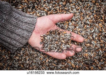 Stock Image - Hand holding palmful of seeds. Fotosearch