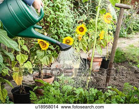 Picture - Hand watering plants in backyard. Fotosearch