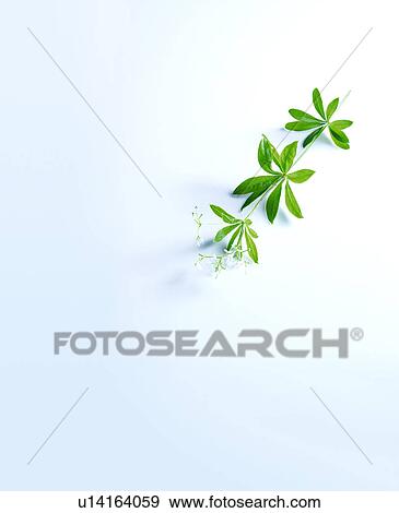 Herb stems and leaves View Large Photo Image Stock Photo - Herb stems and leaves. Fotosearch