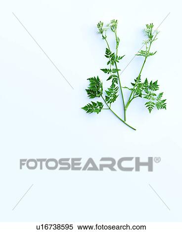 Stock Photography - Herb stems and leaves. Fotosearch