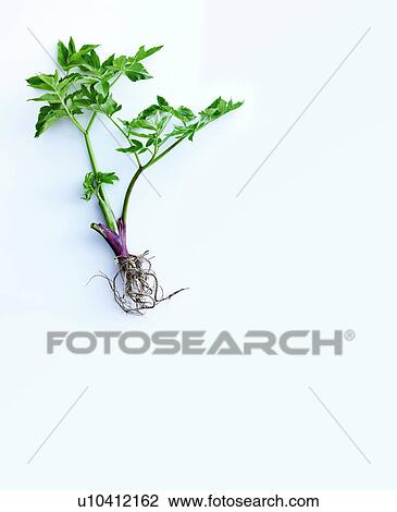 Herb stems, leaves and roots View Large Photo Image Stock Image - Herb stems, leaves and roots. Fotosearch