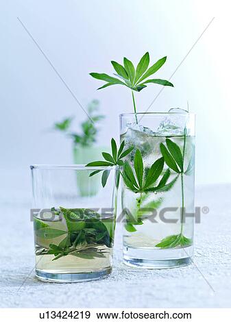 Herbs in glasses of water View Large Photo Image Stock Photo - Herbs in glasses of water. Fotosearch