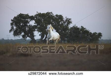 Horse running in field View Large Photo Image Picture - Horse running in field. Fotosearch