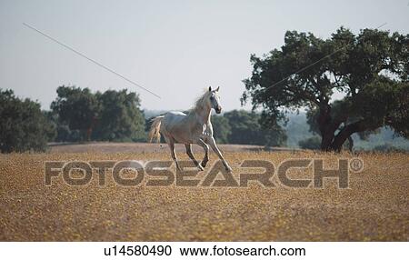 Stock Image - Horse running in field. Fotosearch
