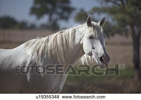 Stock Photo - Horse standing in field. Fotosearch