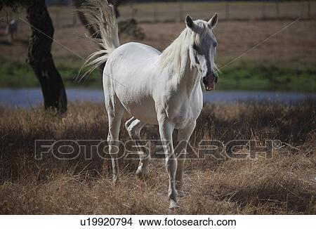 Horse walking in dry field View Large Photo Image Picture - Horse walking in dry field. Fotosearch