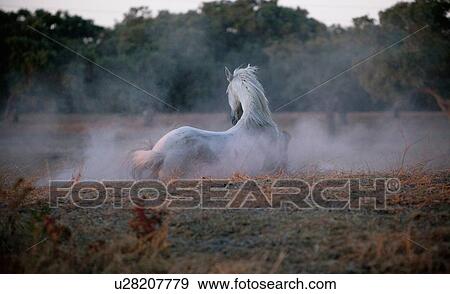 Horse walking in foggy field View Large Photo Image Stock Photo - Horse walking in foggy field. Fotosearch