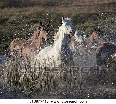 Horses running through water View Large Photo Image Stock Image - Horses running through water. Fotosearch