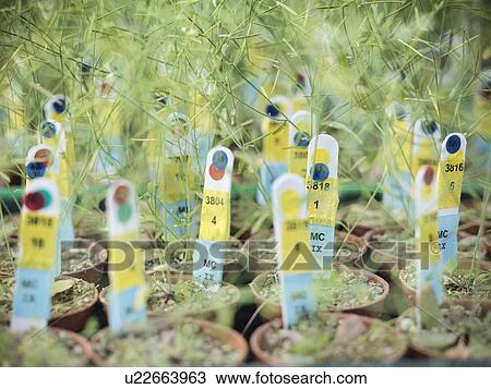 Labels in potted plants in greenhouse View Large Photo Image Stock Image - Labels in potted plants in greenhouse. Fotosearch