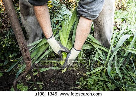 Stock Photography - Man digging up vegetables in garden. Fotosearch