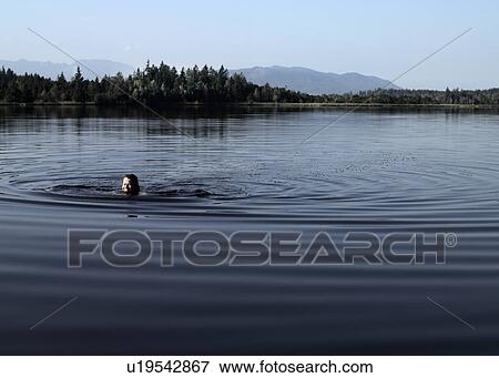 Man swimming in still lake View Large Photo Image Stock Photo - Man swimming in still lake. Fotosearch