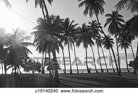 Stock Image - Palm trees growing on beach, Rincon, Puerto Rico. Fotosearch
