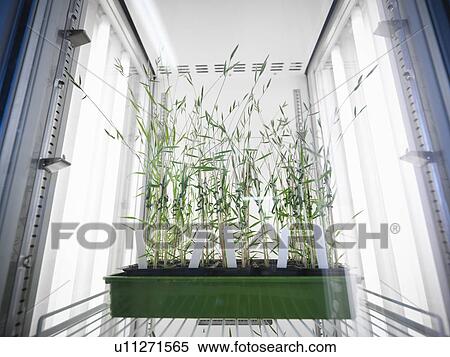 Stock Photography - Plants growing in lab fridge. Fotosearch