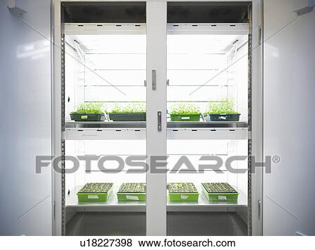 Stock Photo - Plants in lab container. Fotosearch