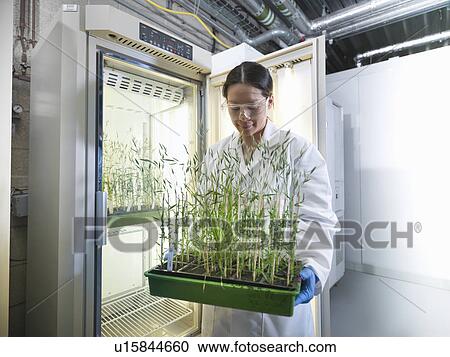 Stock Image - Scientist carrying potted plants in lab. Fotosearch