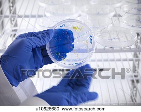 Stock Image - Scientist examining petri dish in fridge. Fotosearch