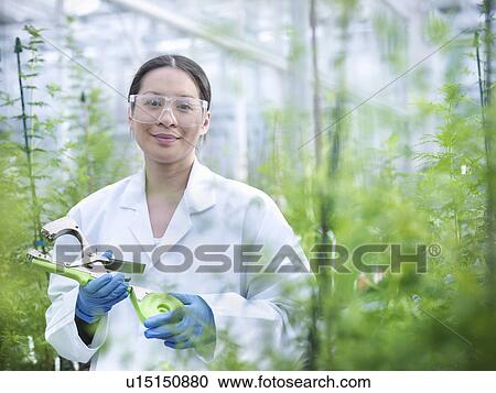 Stock Image - Scientist examining plant in greenhouse. Fotosearch