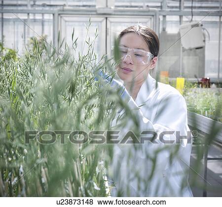 Stock Photo - Scientist examining plants in greenhouse. Fotosearch