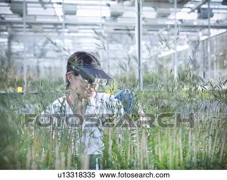 Scientist examining plants in greenhouse View Large Photo Image Stock Photography - Scientist examining plants in greenhouse. Fotosearch