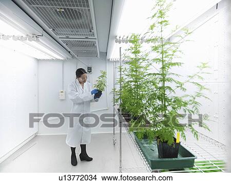 Scientist examining potted plants in lab View Large Photo Image Picture - Scientist examining potted plants in lab. Fotosearch