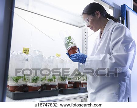 Stock Image - Scientist examining potted plants in lab. Fotosearch