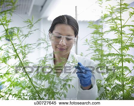 Scientist examining potted plants in lab View Large Photo Image Stock Photography - Scientist examining potted plants in lab. Fotosearch
