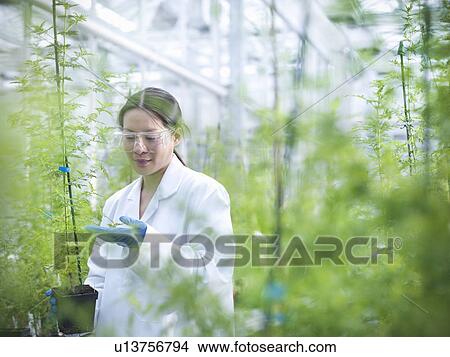 Scientist examining potted plants View Large Photo Image Picture - Scientist examining potted plants. Fotosearch