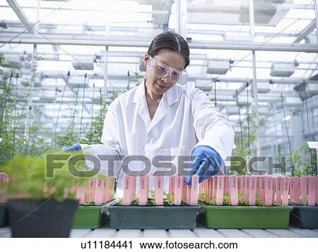 Stock Image - Scientist examining potted plants. Fotosearch