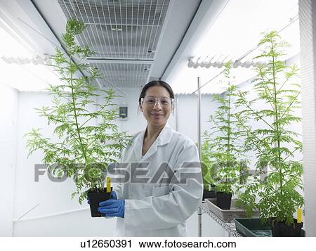 Stock Image - Scientist holding potted plant in lab. Fotosearch