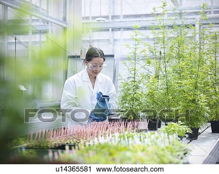 Stock Image - Scientist watering potted plants. Fotosearch