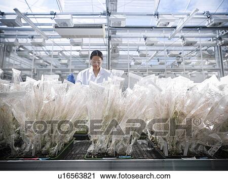 Scientist working in greenhouse View Large Photo Image Stock Image - Scientist working in greenhouse. Fotosearch