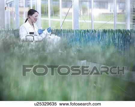 Stock Photography - Scientist working in greenhouse. Fotosearch