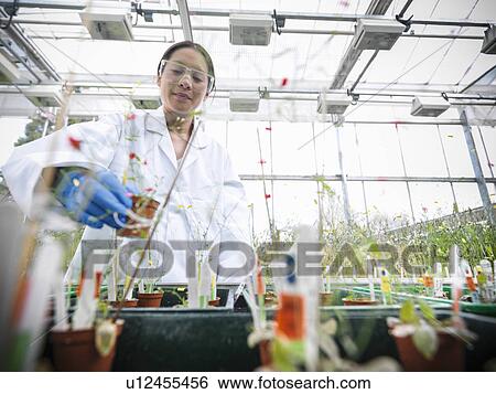 Scientist working with potted plants View Large Photo Image Stock Photograph - Scientist working with potted plants. Fotosearch