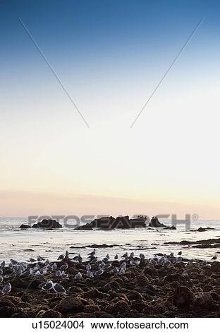 Picture - Seagulls flocking on Malibu beach, California, USA. Fotosearch