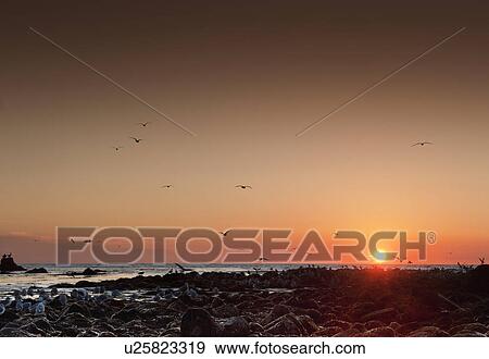 Seagulls flying over Malibu beach at sunset, California, USA View Large Photo Image Stock Photo - Seagulls flying over Malibu beach at sunset, California, USA. Fotosearch