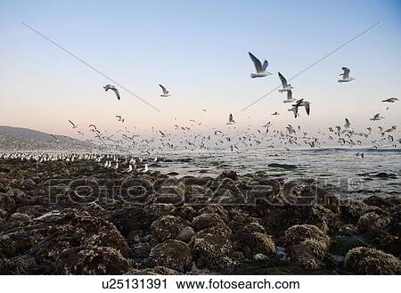 Stock Image - Seagulls flying over Malibu beach, California, USA. Fotosearch