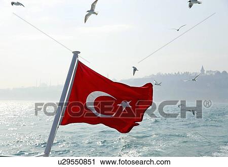 Seagulls flying over Turkey flag View Large Photo Image Stock Image - Seagulls flying over Turkey flag. Fotosearch