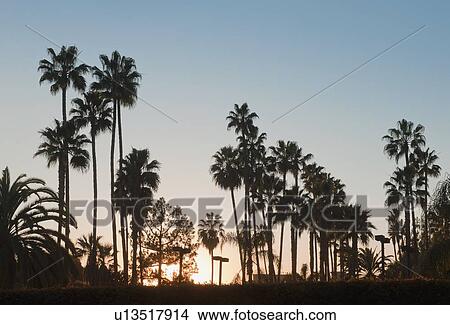 Silhouette of palm trees at sunset View Large Photo Image Picture - Silhouette of palm trees at sunset. Fotosearch