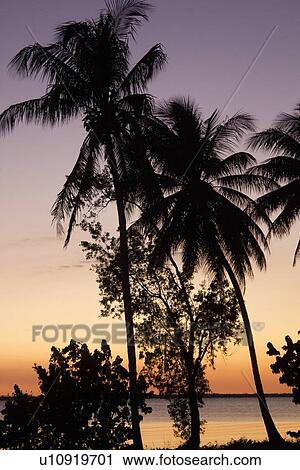 Stock Image - Silhouette of palm trees at sunset. Fotosearch