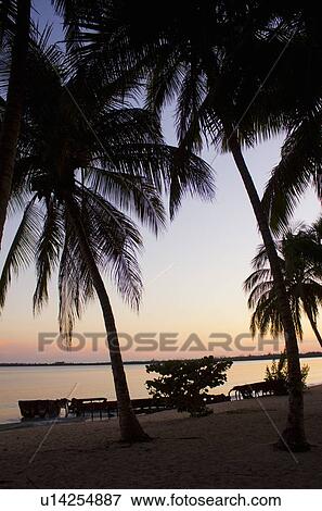 Silhouette of palm trees at sunset View Large Photo Image Stock Photo - Silhouette of palm trees at sunset. Fotosearch