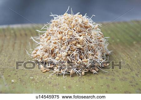 Sprouted/germinated wheat, a live food View Large Photo Image Stock Photography - Sprouted/germinated wheat, a live food. Fotosearch