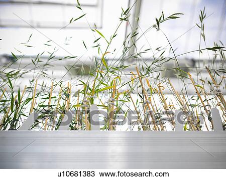 Stalks of plants in greenhouse View Large Photo Image Stock Image - Stalks of plants in greenhouse. Fotosearch