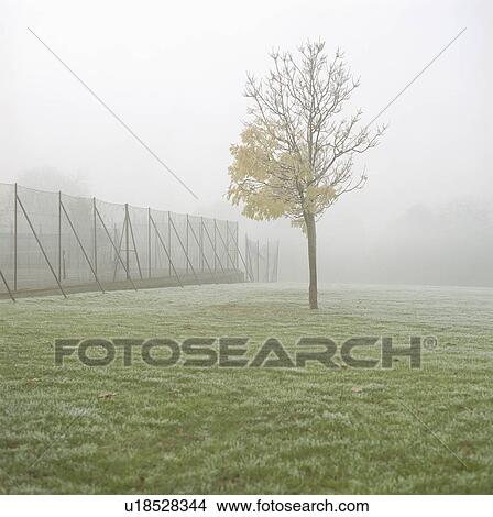 Picture - Tree growing in frosty field. Fotosearch