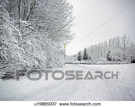 Trees and dirt path in snowy landscape View Large Photo Image Stock Photo - Trees and dirt path in snowy landscape. Fotosearch