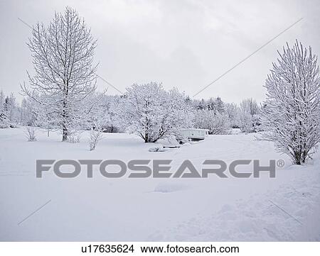 Picture - Trees in snowy landscape. Fotosearch