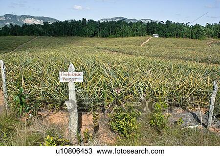 Warning sign at edge of crop field View Large Photo Image Stock Image - Warning sign at edge of crop field. Fotosearch