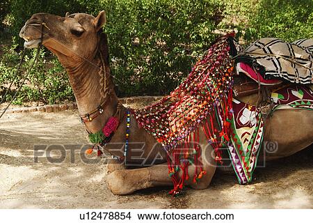 Picture - Animal in a park, New Delhi, India. Fotosearch