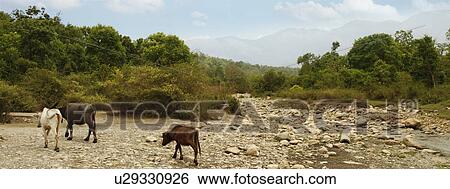 Stock Photograph - Animals in a forest, Jim Corbett National Park, Nainital, Uttarakhand, India. Fotosearch
